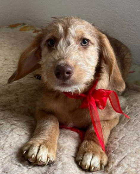 Look at those eyes!